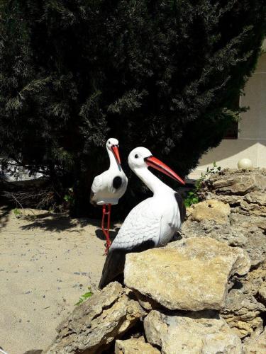 Otel Delfin territotija 5